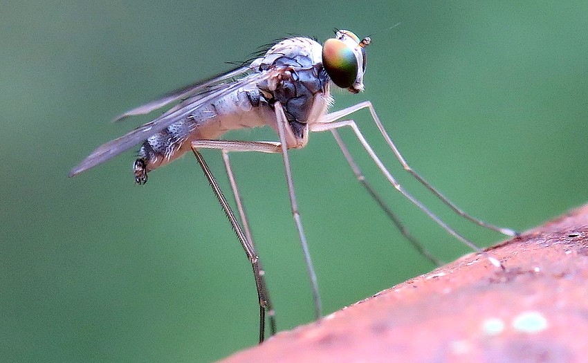 Dolichopodidae: cfr  Sciapus pallens, maschio
